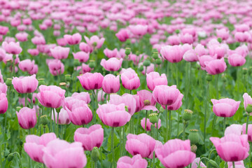 Field of blossoming pink opium poppies