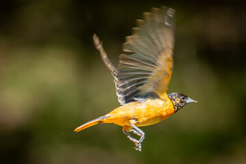 oriole in flight