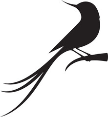 bird  silhouette white background 