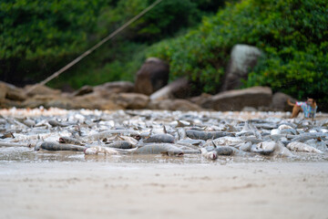 Pesca da Tainha em Bombinhas - SC - Brasil 