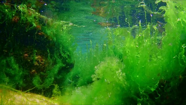 cladophora, ulva green algae move in laminar flow, nutrient rich Black Sea low salinity biotope, vegetation on coquina stone gravel, breaking wave water surface reflection, supralittoral zone snorkel