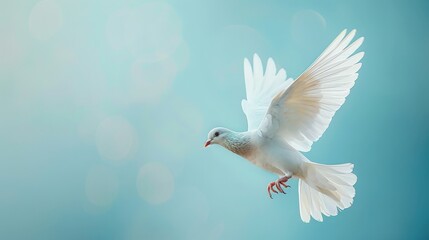 Obraz premium A white pigeon with open wings in flight against a smooth blue background.
