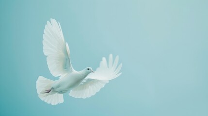 Obraz premium A white pigeon with open wings in flight against a smooth blue background.