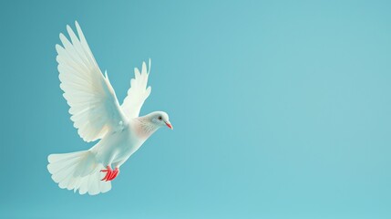 Fototapeta premium A white pigeon with open wings in flight against a smooth blue background.