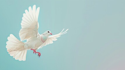 Obraz premium A white pigeon with open wings in flight against a smooth blue background.