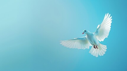 Obraz premium A white pigeon with open wings in flight against a smooth blue background.