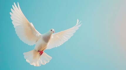 Obraz premium A white pigeon with open wings in flight against a smooth blue background.