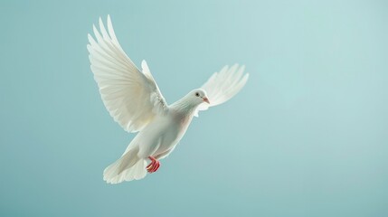 Fototapeta premium A white pigeon with open wings in flight against a smooth blue background.