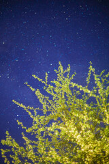 night sky in a garden in a village in summer