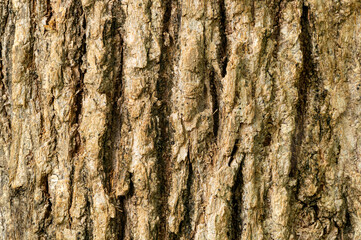 Closeup texture of old rough surface of Claudia tree stem in botanical garden in summer season.