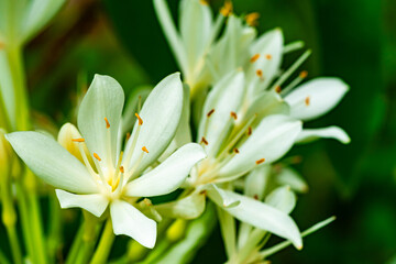 Closeup view of beautiful blooming white flowers Brisbane lily, Christmas lily, Proiphys amboinensis.