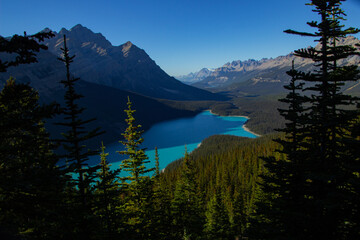 View of the incredible Peyto Lake.
