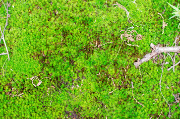 Green moss in the forest background for designer