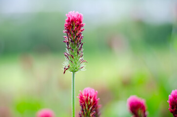 Red clover with bee on flower
