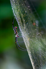 Detailed view of giant forest spider(Nephila pilipes) in its web. Capture vibrant colors and delicate threads. Wulai, Taiwan.