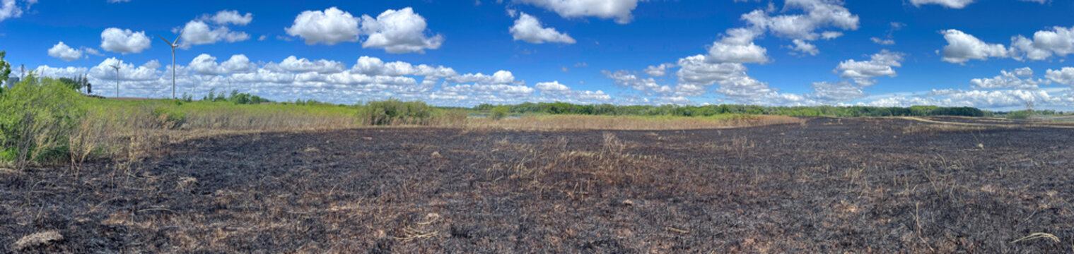 Burned field at Popular Wildlife Management Area in Minnesota