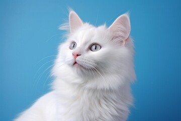 Obraz premium Portrait of a happy turkish van cat isolated on soft blue background
