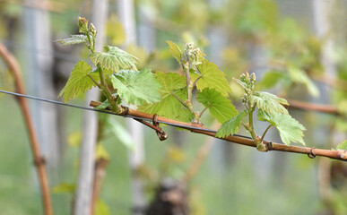 Weinreben