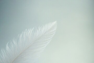 white feather on blue background