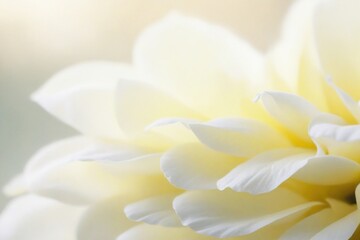 Fototapeta premium close up of white flower