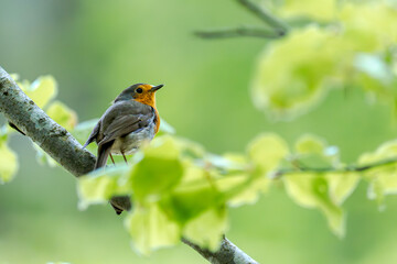 Robin on branch - Erithacus rubecula