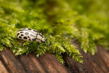 spotted willow leaf beetle (Chrysomela vigintipunctata), Belgium
