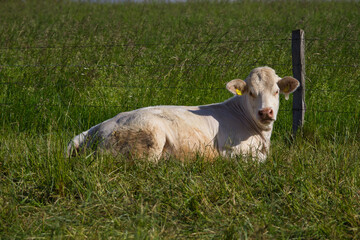Fototapeta premium Liegendes Rind 