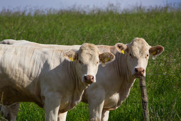 Charolais Rinder vor einem Weidezaun