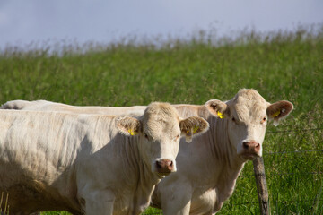 Charolais Rinder