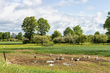 Flock of white storks after rain in nature