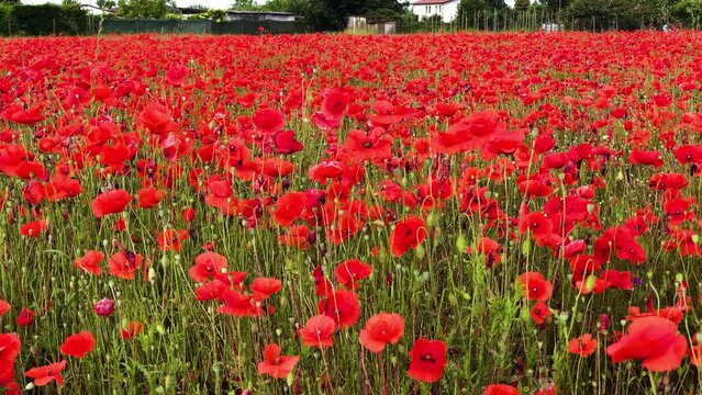 Campo coltivato con papaveri rossi