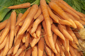 Close-up of a bunch of fresh carrots with green leaves in the background, perfect for healthy eating and farming content.