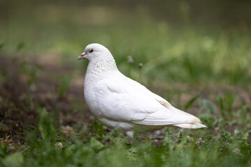 A white dove is standing on the ground in the garden