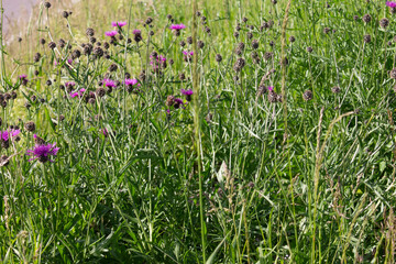 gräser, felder, wilde blüten:disteln