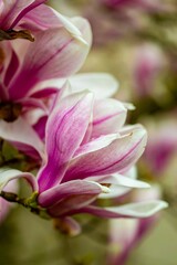 Obraz premium Pink flowers of magnolia in spring