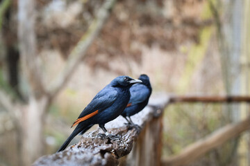 Birds are standing on the branch in zoo. Summer day in zoo.	
