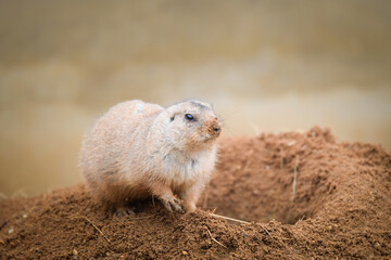 Black-tailed Prairie Dog is in her zoo habitat. Sand habitat in zoo in sunny day.	
