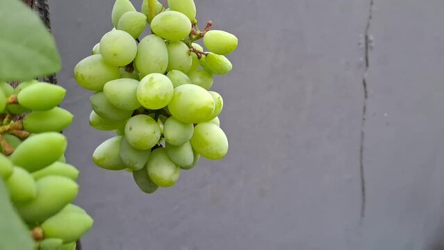 bunch of baby grapes on tree