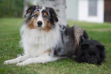 Fototapeta premium Porträt eines Australian Shepherd und eines Markiesje