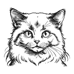 Fototapeta premium Ragdoll Cat Kitten Hand Drawn Engraved Ink Line Art Sketch Illustration