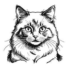 Fototapeta premium Ragdoll Cat Kitten Hand Drawn Engraved Ink Line Art Sketch Illustration