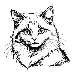 Obraz premium Ragdoll Cat Kitten Hand Drawn Engraved Ink Line Art Sketch Illustration