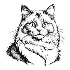 Fototapeta premium Ragdoll Cat Hand Drawn Engraved Ink Line Art Sketch Illustration