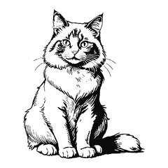 Ragdoll Cat Hand Drawn Engraved Ink Line Art Sketch Illustration