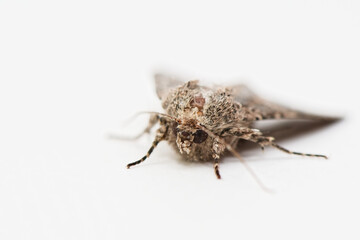 Tineola bisselliella. Common clothes moth, exetremely close up view on a white background. Common...