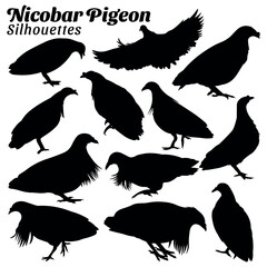 Collection Nicobar pigeon silhouettes vector illustration