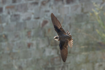 jaskółka brzegówka  © Tomek