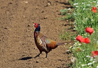Fasanenhahn (Phasianus colchicus)