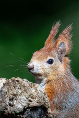 Sciurus vulgaris - cheerful squirrel in the forest