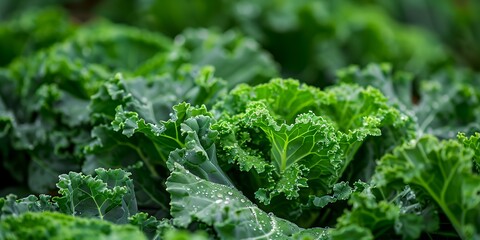 a close up of a bunch of green leafy kale with drops of water on them